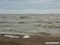 kite surfing photo