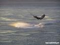 kite surfing photo