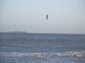kite surfing photo