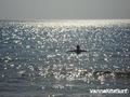 kite surfing photo